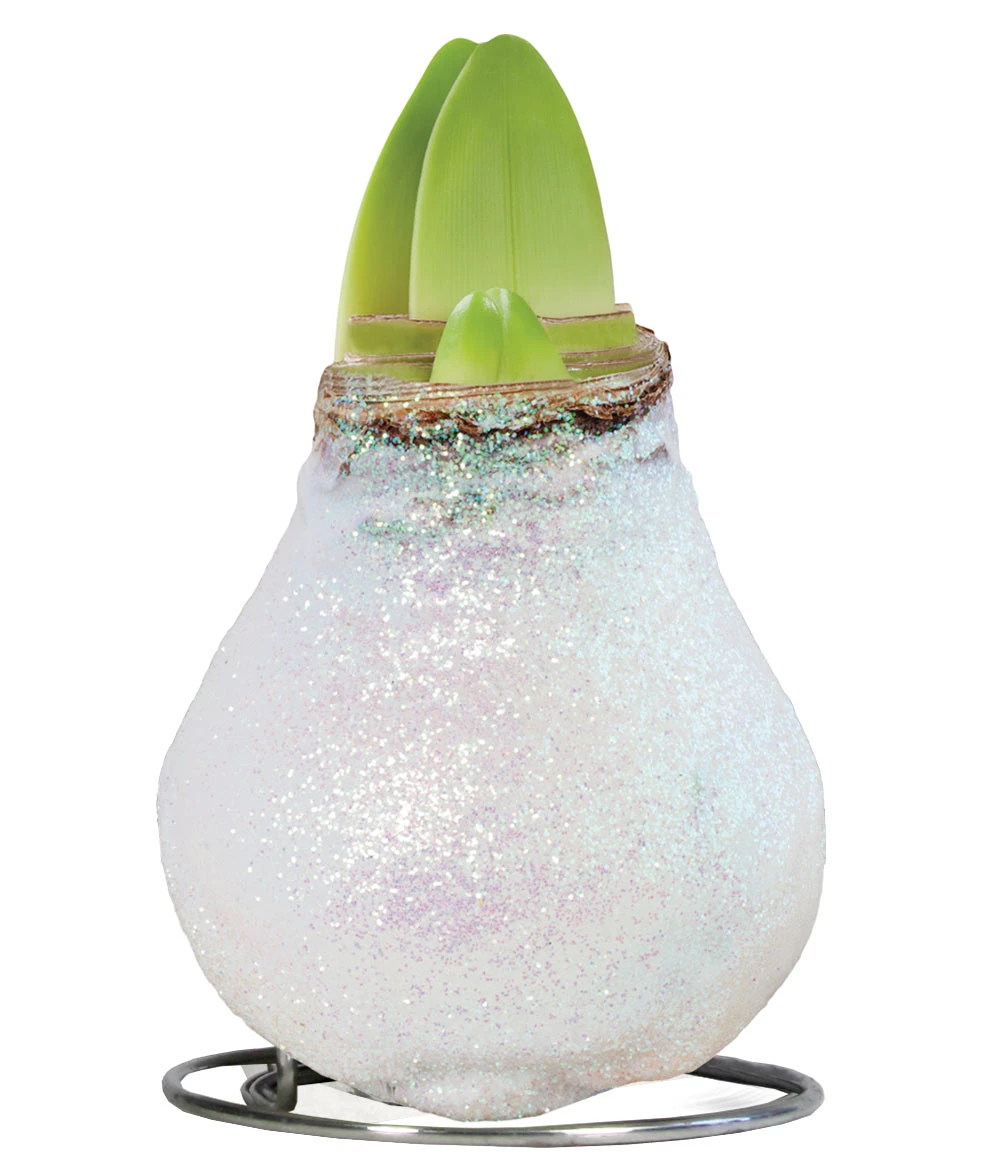 XL Weiße Wachs-Amaryllis 'Touch Of Glamour' Kristall-Weiß 4 XL Weiße Wachs-Amaryllis 'Touch Of Glamour' Kristall-Weiß – Bild 2