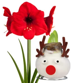 XL Wachs-Amaryllis 'X-mas' Rentier