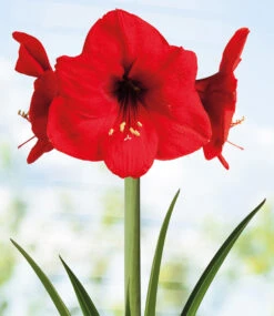 XL Wachs-Amaryllis 'X-mas' Rentier -Gartenpflanzen Geschäft 8928820068382