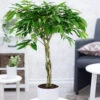 Ficus Amstel King Mit Geflochtenem Stamm Ca. 100-110 Cm Hoch -Gartenpflanzen Geschäft 8928953335838