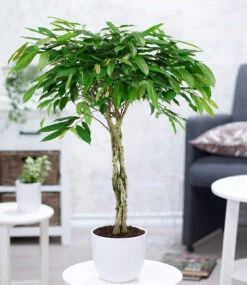 Ficus Amstel King Mit Geflochtenem Stamm Ca. 100-110 Cm Hoch