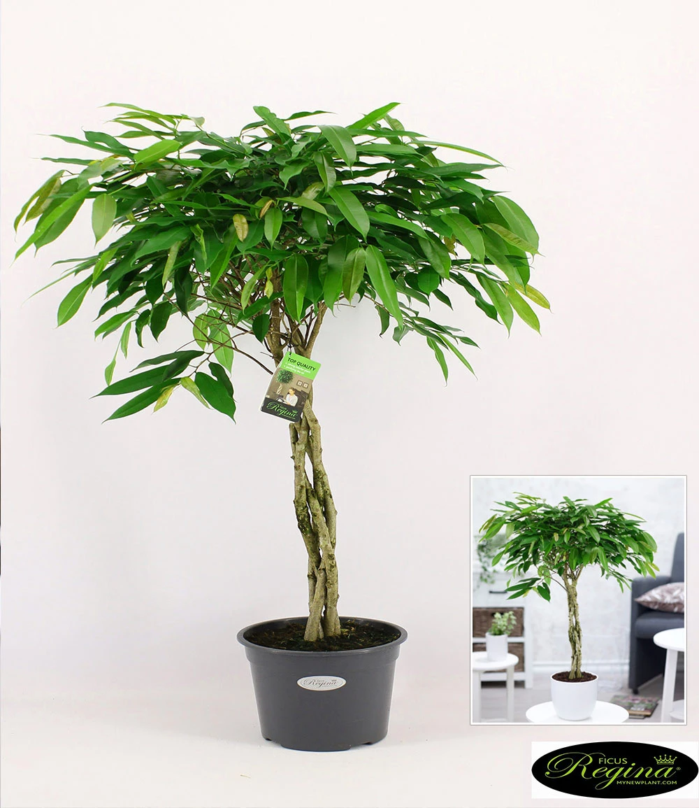 Ficus Amstel King Mit Geflochtenem Stamm Ca. 100-110 Cm Hoch 4 Ficus Amstel King Mit Geflochtenem Stamm Ca. 100-110 Cm Hoch – Bild 2