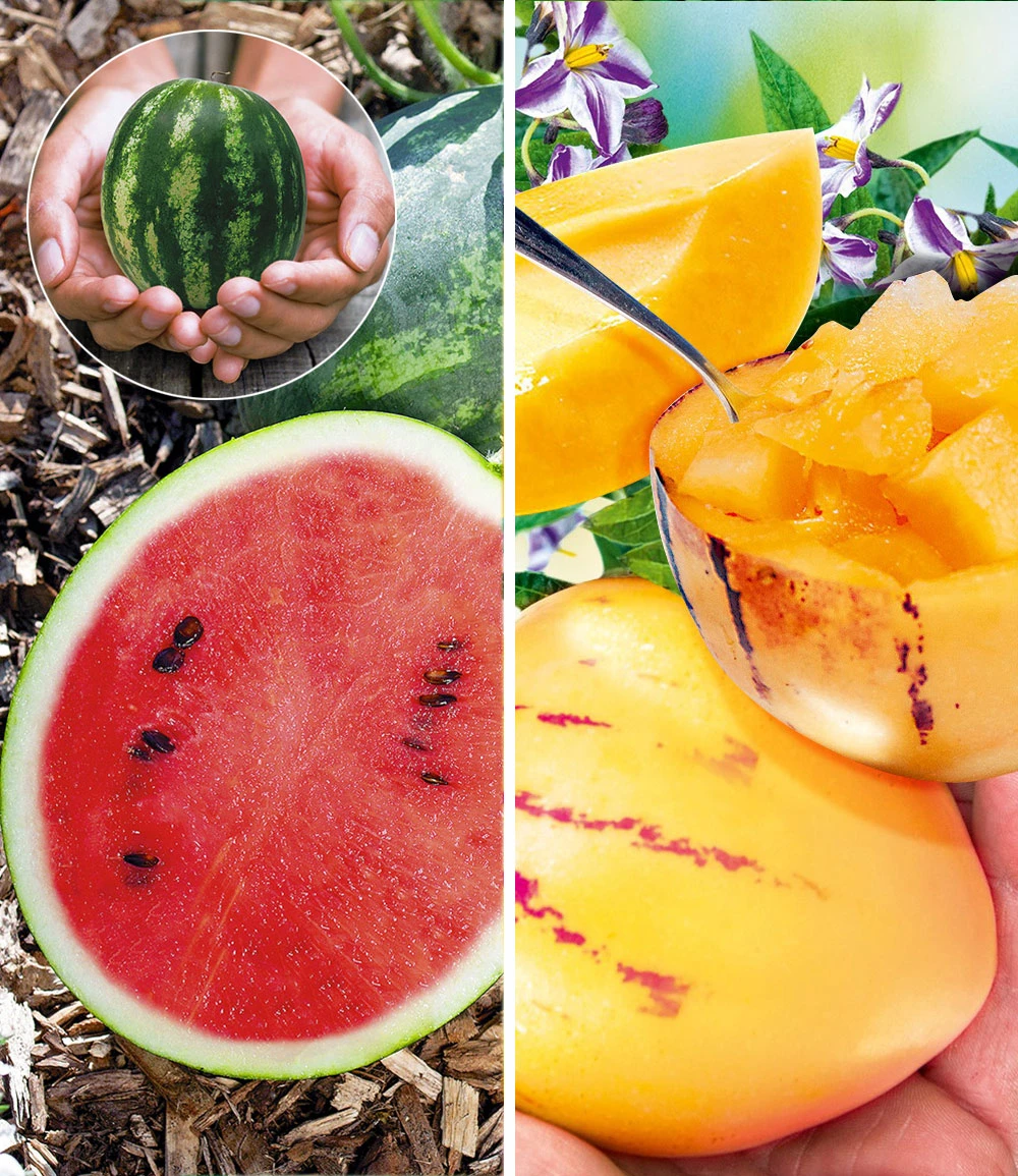 Melonen-Raritäten-Kollektion 3 Melonen-Raritäten-Kollektion