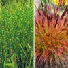 Pflegeleichte Ziergras-Kollektion -Gartenpflanzen Geschäft 8929301856286