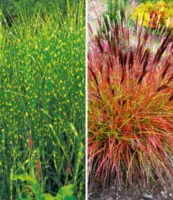 Pflegeleichte Ziergras-Kollektion