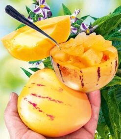 Melonen-Raritäten-Kollektion 7 Melonen-Raritäten-Kollektion -Gartenpflanzen Geschäft 8929317126174