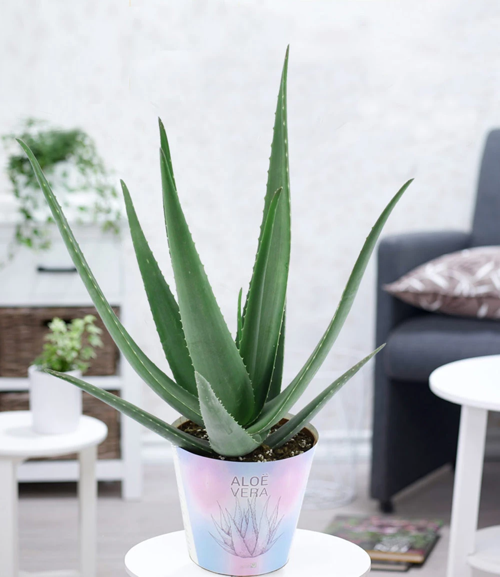 XXL Aloe Vera, 55-65 Cm Hoch 3 XXL Aloe Vera, 55-65 Cm Hoch