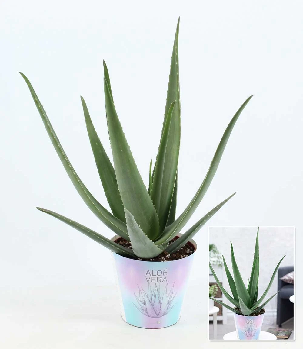 XXL Aloe Vera, 55-65 Cm Hoch 4 XXL Aloe Vera, 55-65 Cm Hoch – Bild 2