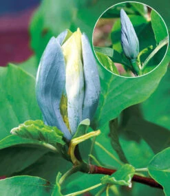 Magnolien-Sortiment Zum Vorteilspreis -Gartenpflanzen Geschäft 8929771094046