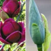 Magnolien-Sortiment Zum Vorteilspreis 1 Magnolien-Sortiment Zum Vorteilspreis -Gartenpflanzen Geschäft 8929771225118