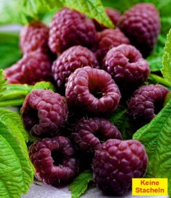 Himbeeren-Kollektion -Gartenpflanzen Geschäft 8929772437534