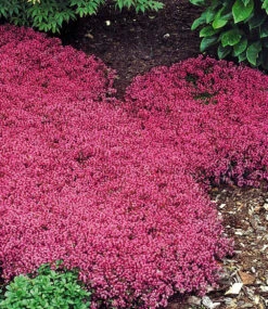 Bodendecker-Set Thymian -Gartenpflanzen Geschäft 8929774272542