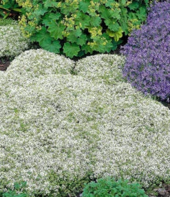 Bodendecker-Set Thymian -Gartenpflanzen Geschäft 8929774403614