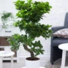 Zimmerbonsai Ficus 'Ginseng' Ca. 50-60 Cm Hoch -Gartenpflanzen Geschäft 8929887322142