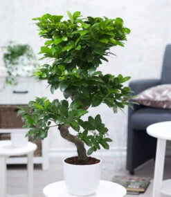 Zimmerbonsai Ficus 'Ginseng' Ca. 50-60 Cm Hoch