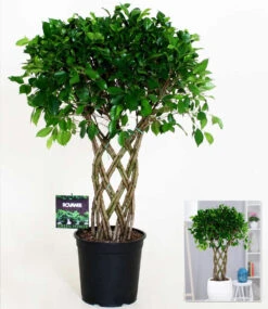 Ficus Nitida 'Geflochtener Stamm' Ca. 100-110 Cm Hoch 5 Ficus Nitida 'Geflochtener Stamm' Ca. 100-110 Cm Hoch -Gartenpflanzen Geschäft 8929978056734