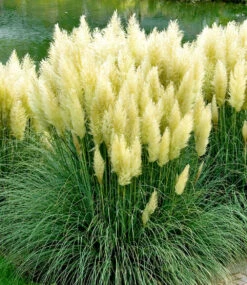 Pampasgras-Kollektion -Gartenpflanzen Geschäft 8930123251742