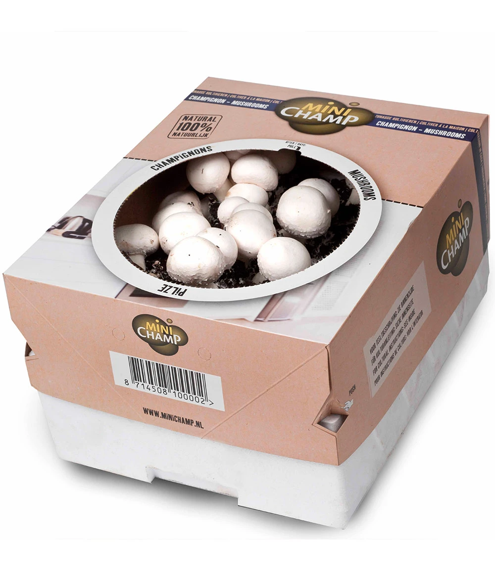 Weiße Edel-Champignons (Kulturset) 4 Weiße Edel-Champignons (Kulturset) – Bild 2