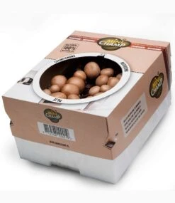 Champignon-Kultur Kollektion -Gartenpflanzen Geschäft 8931680288798