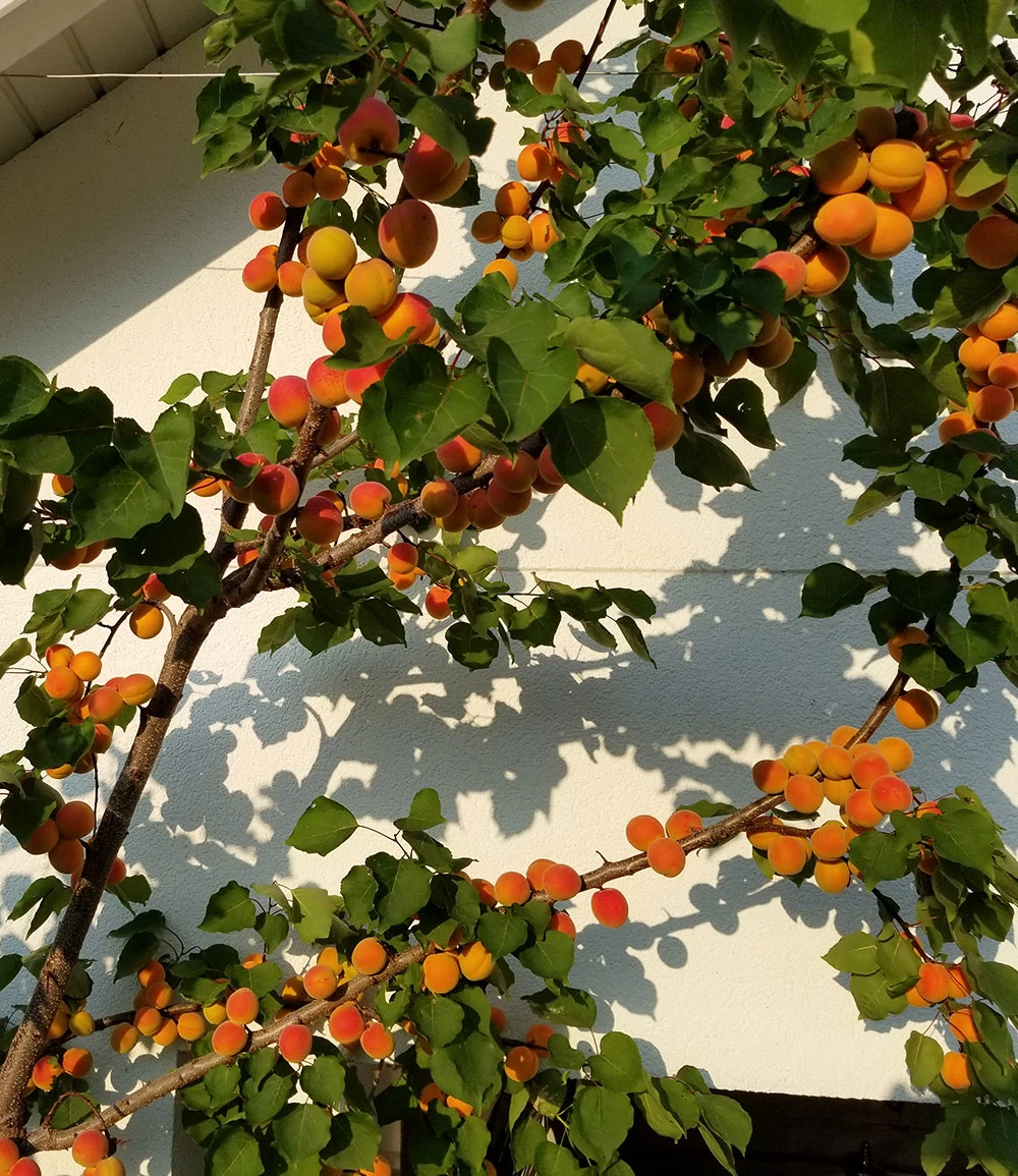 Säulen-Aprikose 'Armi Col®' 4 Säulen-Aprikose 'Armi Col®' – Bild 2