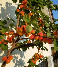 Säulen-Aprikose 'Armi Col®' 8 Säulen-Aprikose 'Armi Col®' -Gartenpflanzen Geschäft 8932927143966