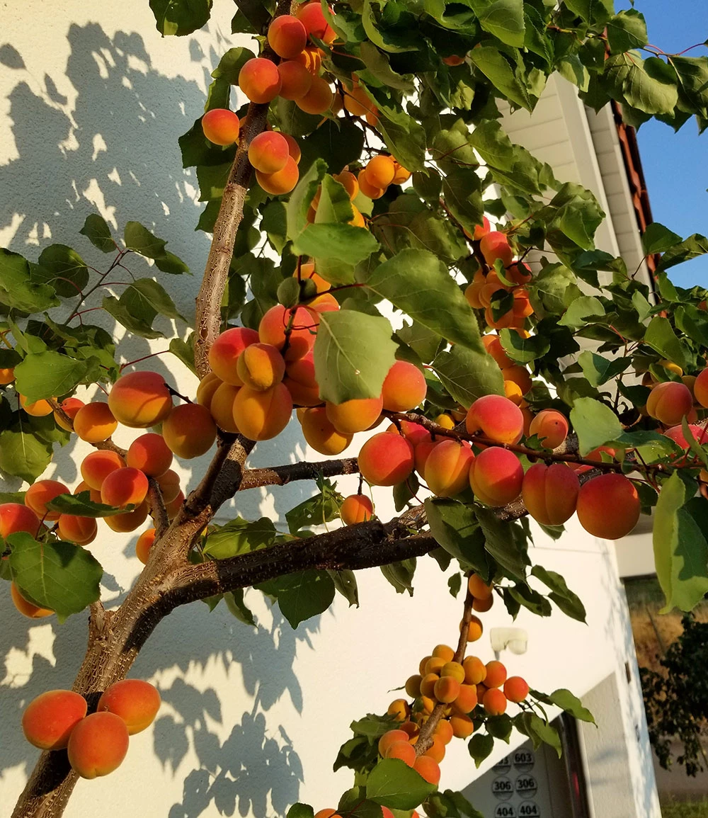 Säulen-Aprikose 'Armi Col®' 5 Säulen-Aprikose 'Armi Col®' – Bild 3