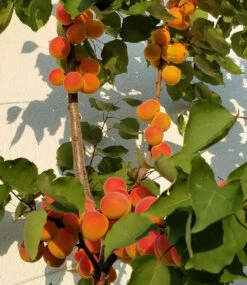 Säulen-Aprikose 'Armi Col®' 9 Säulen-Aprikose 'Armi Col®' -Gartenpflanzen Geschäft 8932927209502