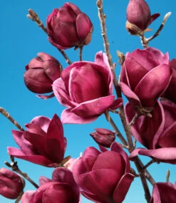 Magnolie 'Genie®'