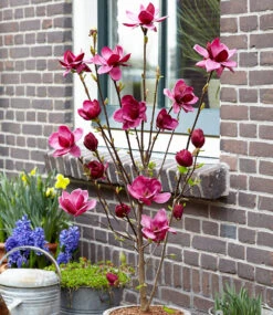 Magnolie 'Genie®' -Gartenpflanzen Geschäft 8933385502750