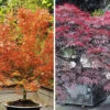 Japanische Ahorn-Kollektion -Gartenpflanzen Geschäft 8934369656862