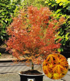 Japanische Ahorn-Kollektion -Gartenpflanzen Geschäft 8934369722398
