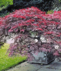 Japanische Ahorn-Kollektion -Gartenpflanzen Geschäft 8934369787934