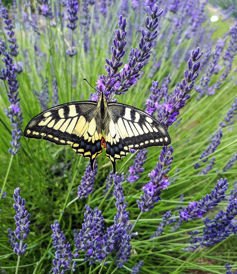 Lavendel 'Phenomenal®' Im 2-Liter Topf 5 Lavendel 'Phenomenal®' Im 2-Liter Topf – Bild 3