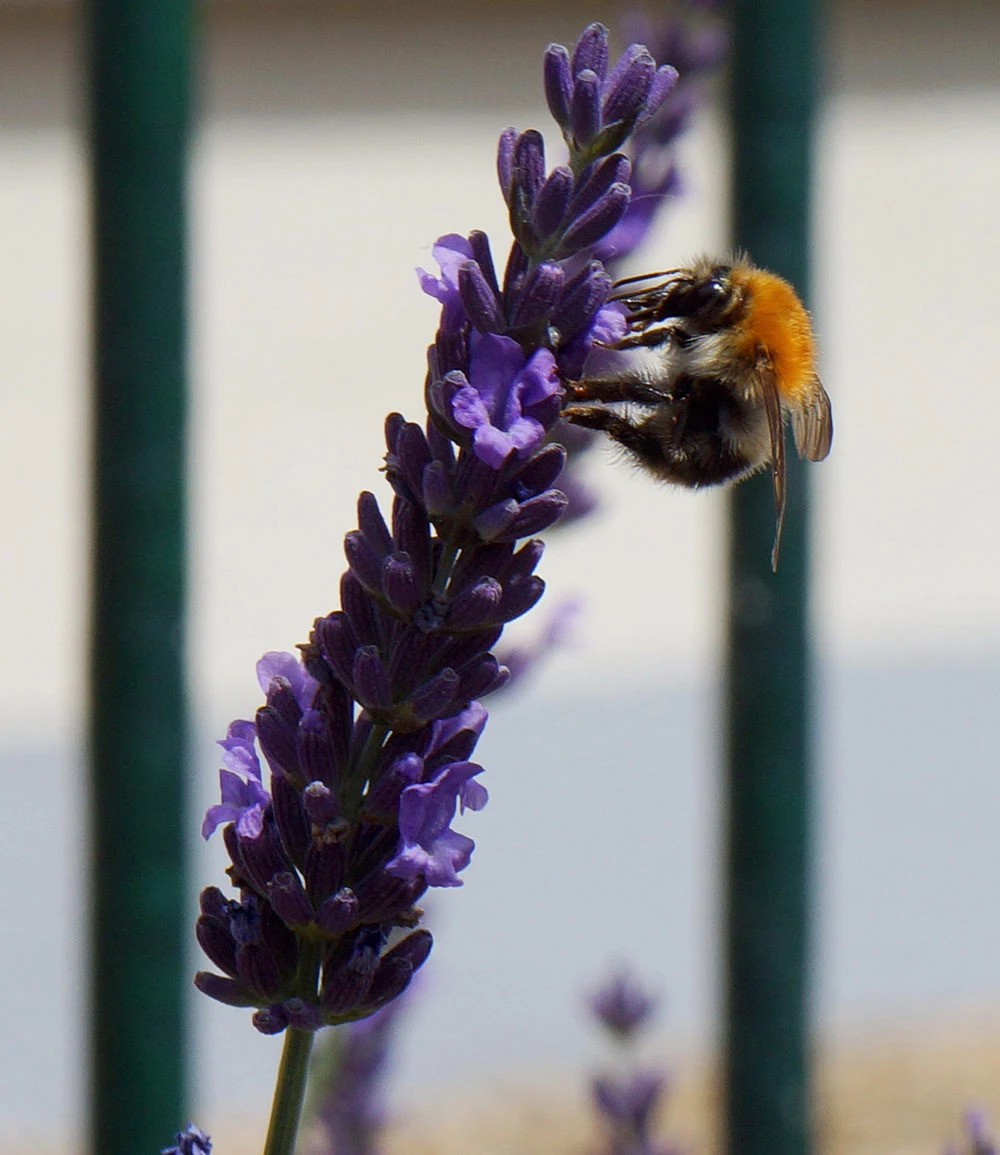 Lavendel 'Phenomenal®' Im 2-Liter Topf 6 Lavendel 'Phenomenal®' Im 2-Liter Topf – Bild 4