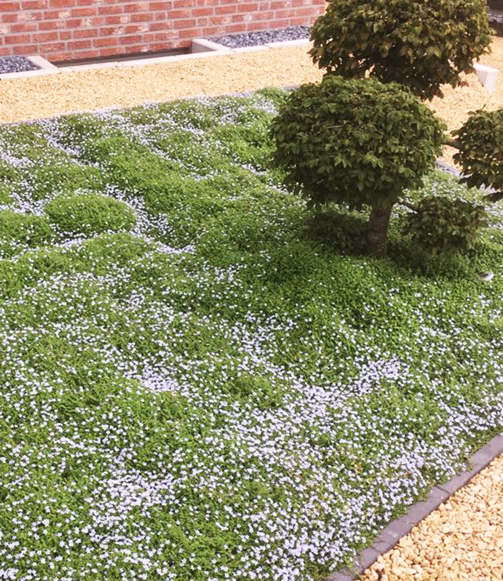 Isotoma 'Blue Foot®' 50 Stk., Trittfester Bodendecker, Rasen-Ersatz 4 Isotoma 'Blue Foot®' 50 Stk., Trittfester Bodendecker, Rasen-Ersatz – Bild 2