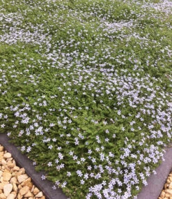 Isotoma 'Blue Foot®' 50 Stk., Trittfester Bodendecker, Rasen-Ersatz 8 Isotoma 'Blue Foot®' 50 Stk., Trittfester Bodendecker, Rasen-Ersatz -Gartenpflanzen Geschäft 8934382731294