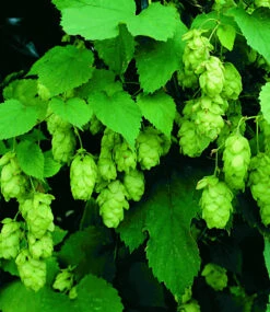 Kletterpflanzen-Kollektion -Gartenpflanzen Geschäft 8935669334046