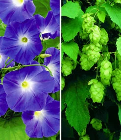 Kletterpflanzen-Kollektion