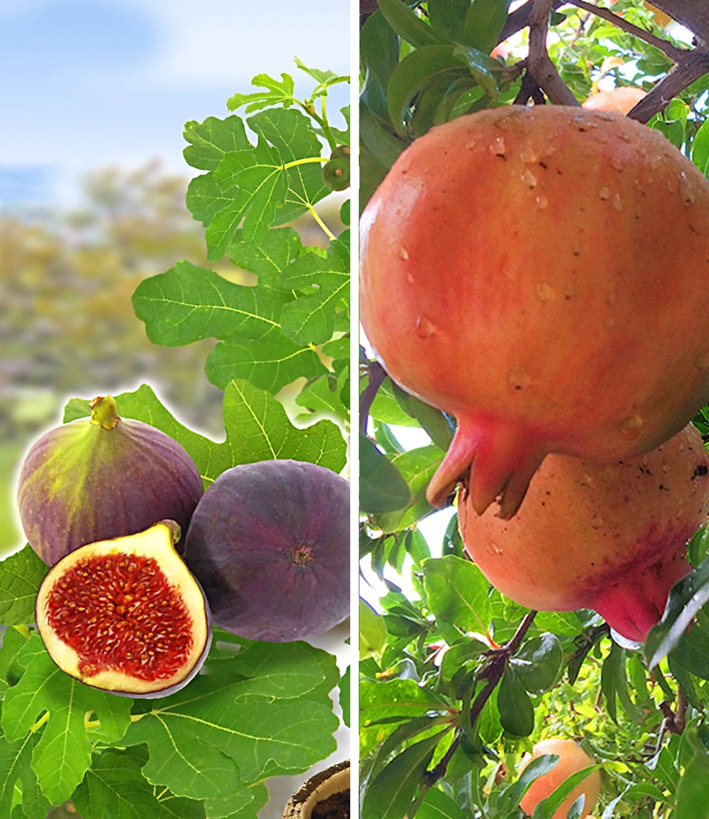 Exotische Früchte 3 Exotische Früchte