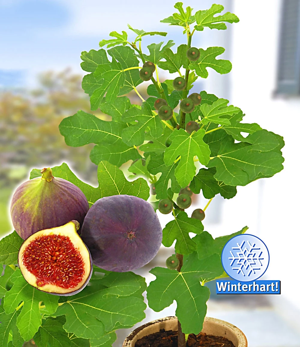 Exotische Früchte 4 Exotische Früchte – Bild 2