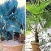 Winterharte Palmen-Sortiment Zum Vorteilspreis -Gartenpflanzen Geschäft 8935675559966