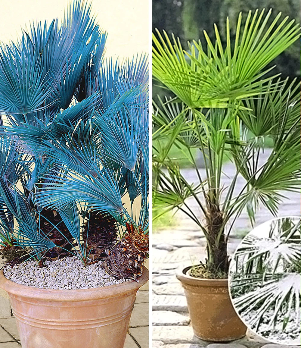 Winterharte Palmen-Sortiment Zum Vorteilspreis 3 Winterharte Palmen-Sortiment Zum Vorteilspreis
