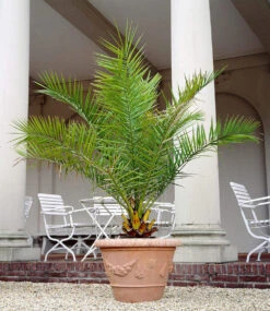 COMPO® Palmendünger & Kanarische Dattelpalme Ca. 60-70 Cm Hoch -Gartenpflanzen Geschäft 8935904116766