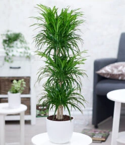 Dracena Reflexa '3 Etagen' Ca. 120-130 Cm Hoch