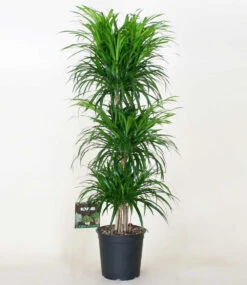 Dracena Reflexa '3 Etagen' Ca. 120-130 Cm Hoch -Gartenpflanzen Geschäft 8936728592414