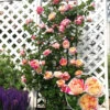 Kletter-Rose 'Julie Andrieu®' 2 Kletter-Rose 'Julie Andrieu®' -Gartenpflanzen Geschäft 8936883388446