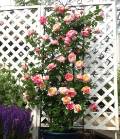 Kletter-Rose 'Julie Andrieu®' -Gartenpflanzen Geschäft 8936883453982