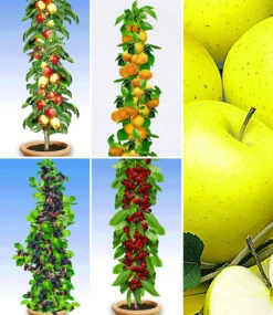 Obst Für Balkon & Terrasse