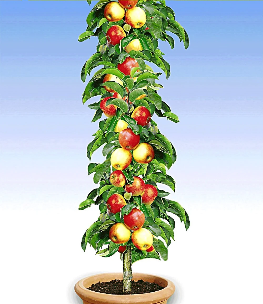 Obst Für Balkon & Terrasse 5 Obst Für Balkon & Terrasse – Bild 3