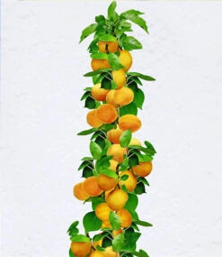 Obst Für Balkon & Terrasse 10 Obst Für Balkon & Terrasse -Gartenpflanzen Geschäft 8937412689950